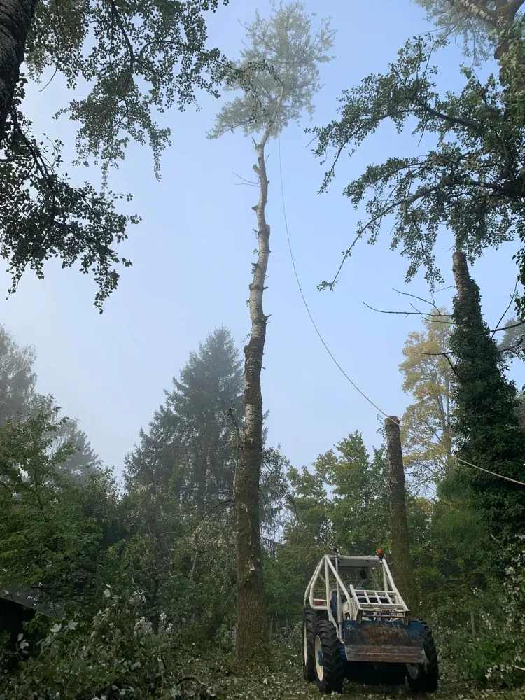 élagage (7)webp
