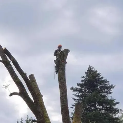 abattage d'arbre (1)