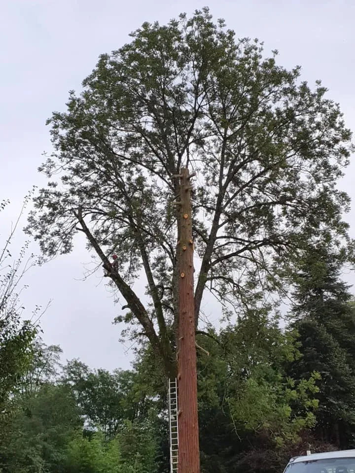 élagage (1)webp