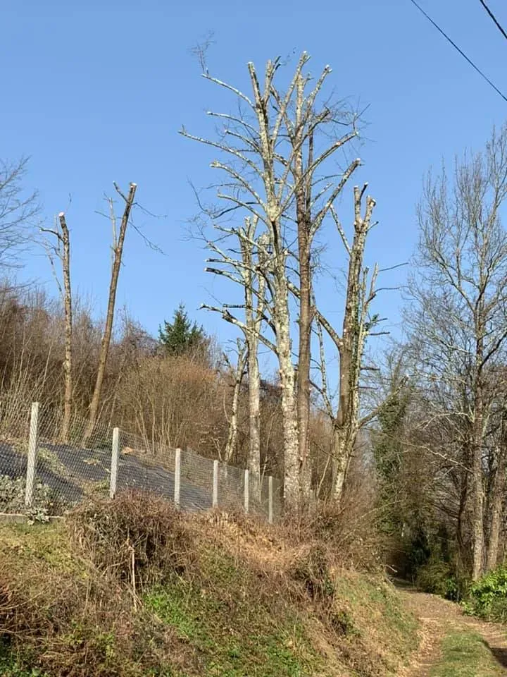 élagage (11)webp