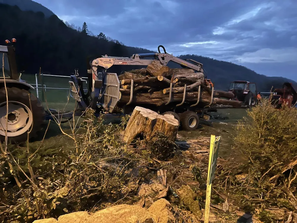 abattage d'arbre (1)