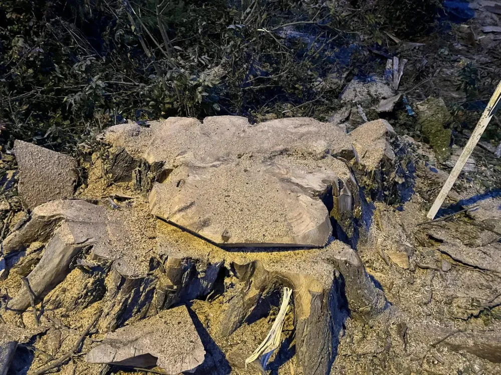 abattage d'arbre (2)