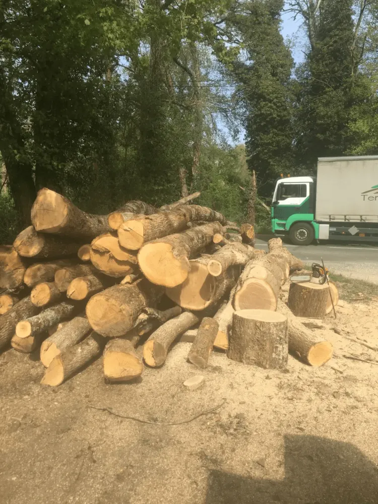 abattage d'arbre (3)