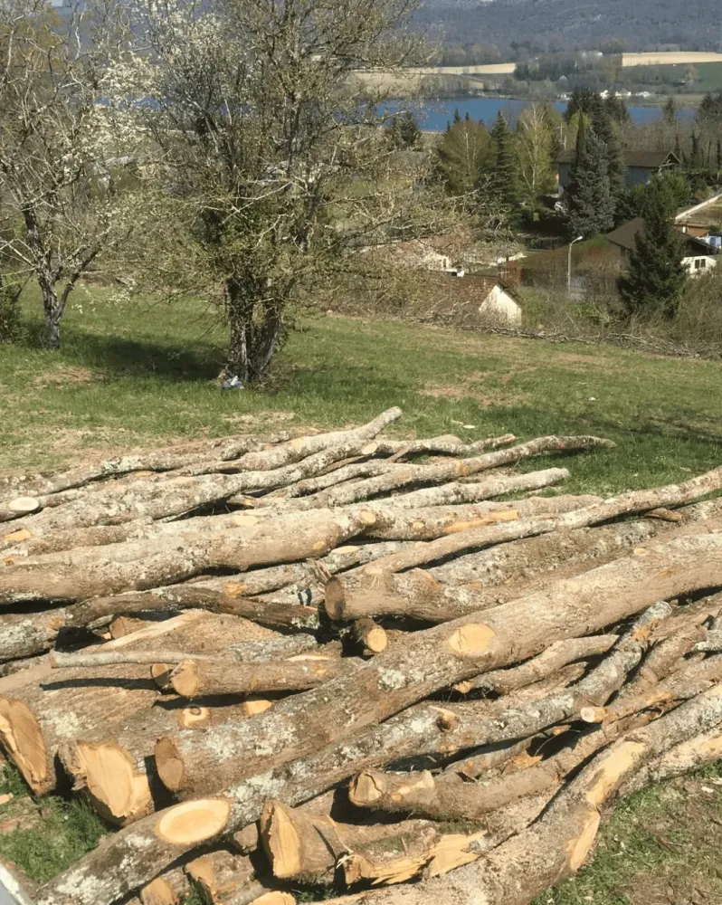 abattage d'arbre (1)