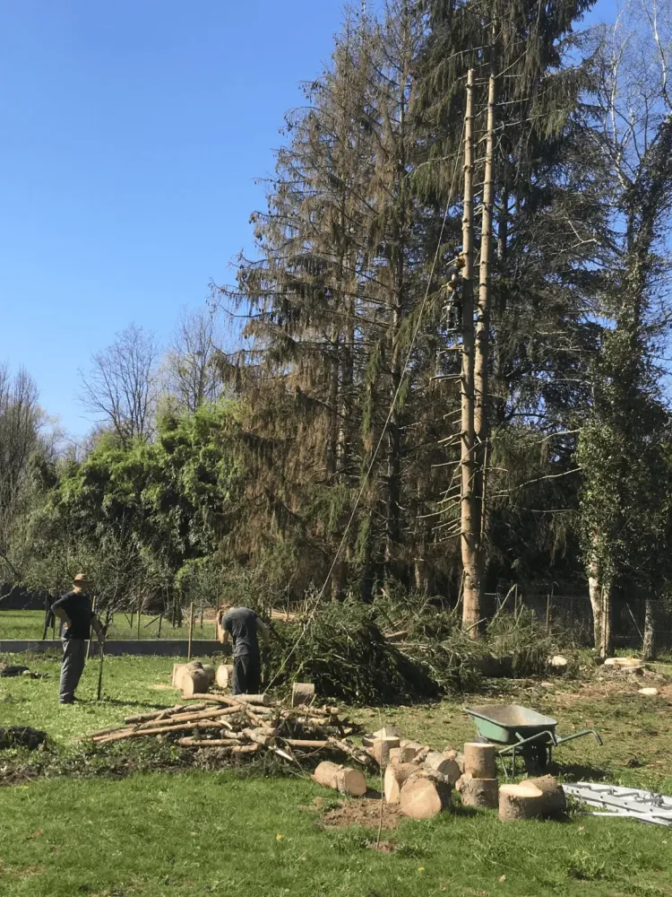 abattage d'arbre (2)